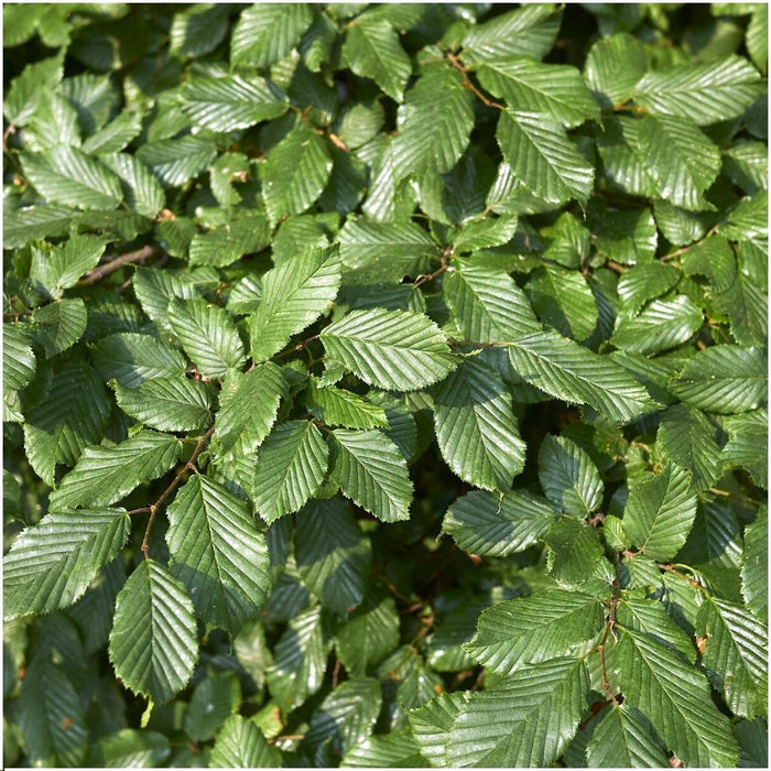 Carpinus Betulus - Sæt Med 6 Stk