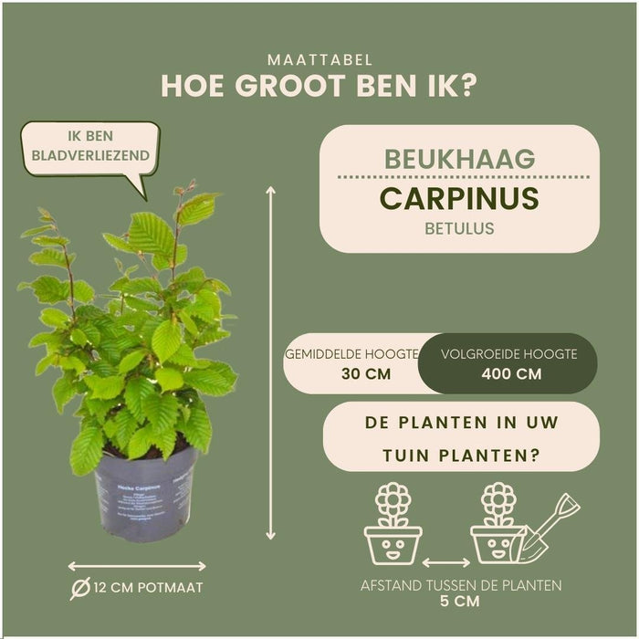 Carpinus Betulus - Sæt Med 6 Stk