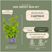 Carpinus Betulus - Sæt Med 6 Stk