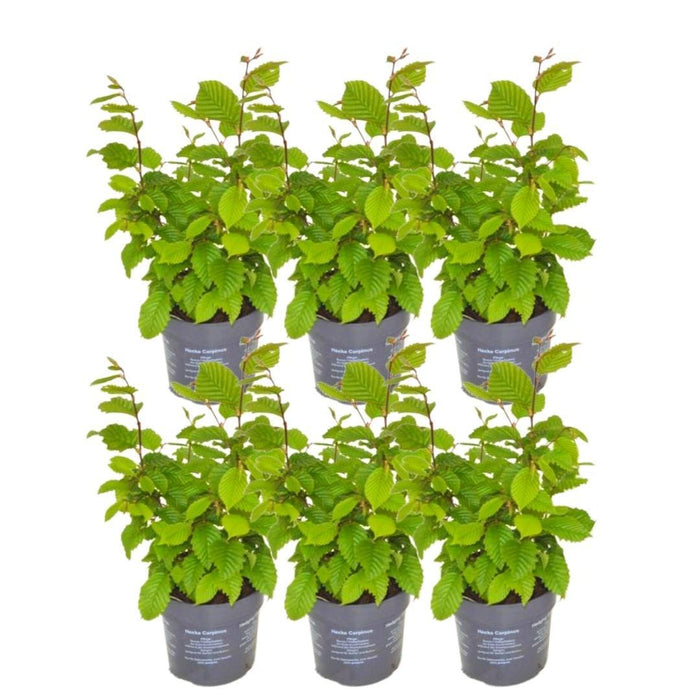 Carpinus Betulus - Sæt Med 6 Stk