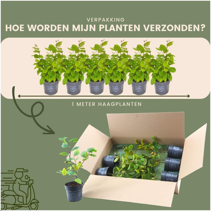 Carpinus Betulus - Sæt Med 6 Stk