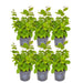 Carpinus Betulus - Sæt Med 6 Stk