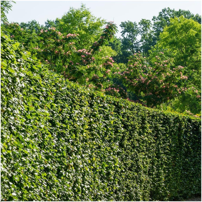 Carpinus Betulus - Sæt Med 6 Stk