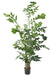 Kunstig Caryota H.190 Cm Til Indretning