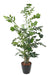 Kunstig Caryota H.190 Cm Til Indretning