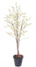 Kunstigt Blomstrende Kirsebærtræ 210 Cm Hvid