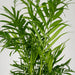 Chamaedorea Elegans - Sæt Med 2