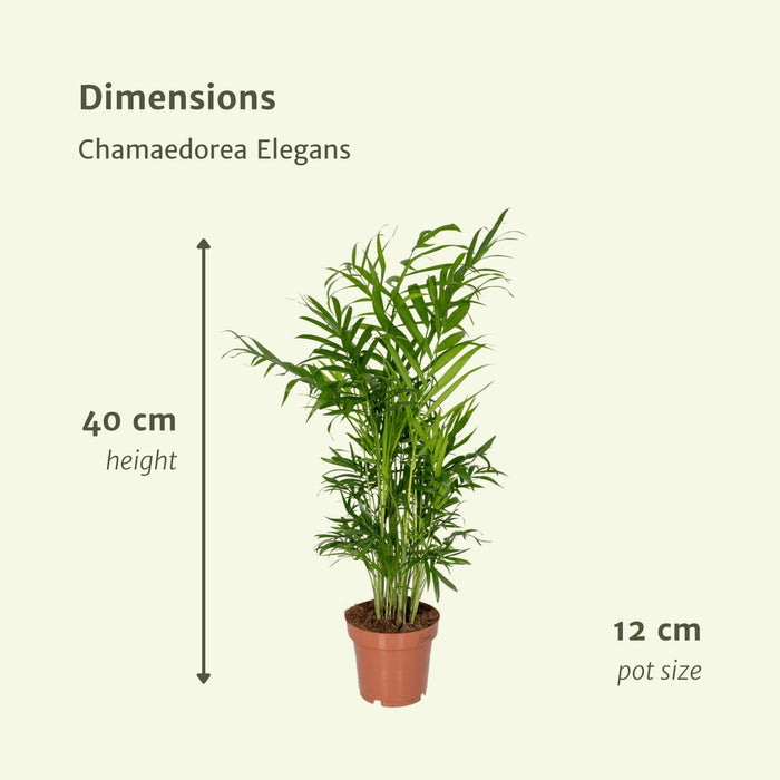 Chamaedorea Elegans - Sæt Med 2