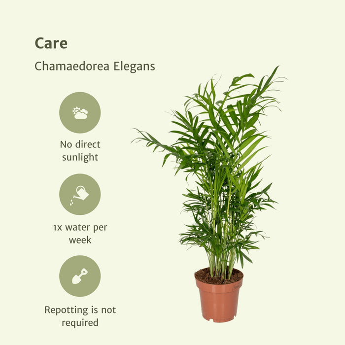 Chamaedorea Elegans - Sæt Med 2