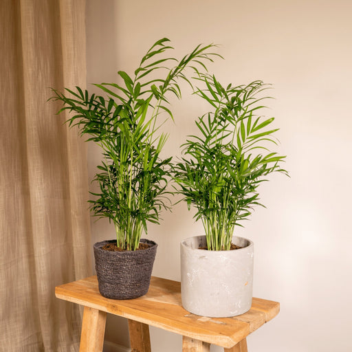 Chamaedorea Elegans - Sæt Med 2