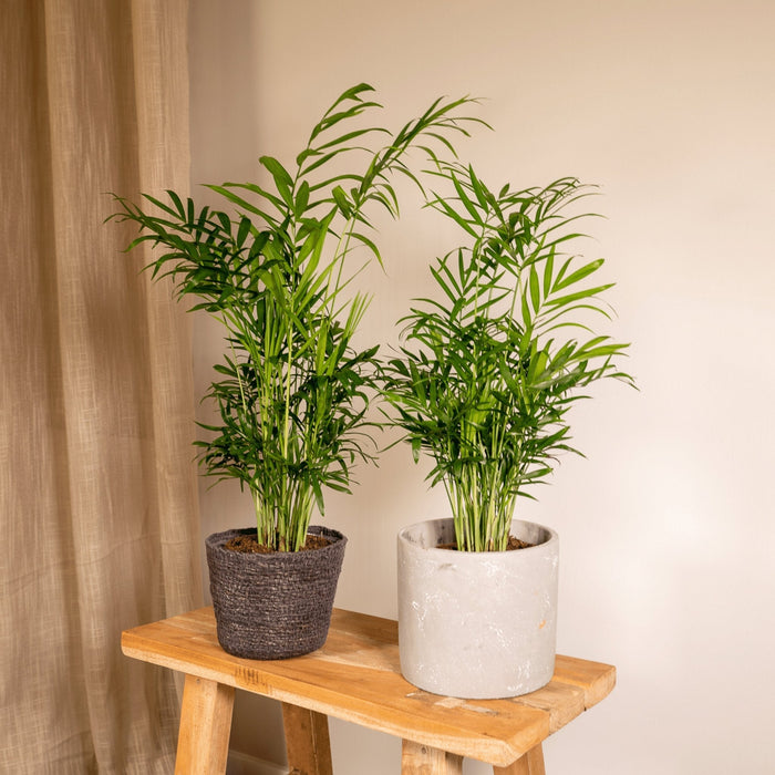 Chamaedorea Elegans - Sæt Med 2