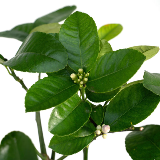 Citrus Lime