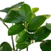 Citrus Lime