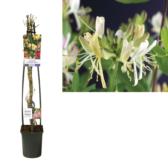 Honeysuckle Belgica D23Cm H115Cm