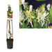 Honeysuckle Belgica D23Cm H115Cm