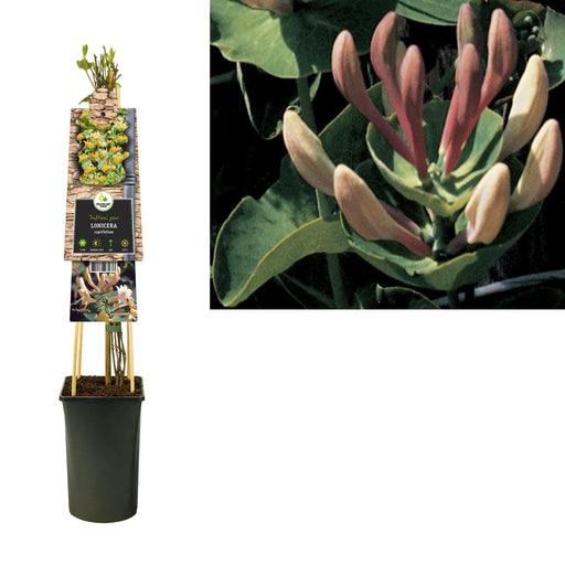Honeysuckle Caprifolium D17Cm H75Cm