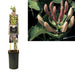 Honeysuckle Caprifolium D17Cm H75Cm