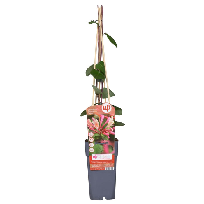 Vild Kaprifolie 'Belgica' - ↨65 Cm - Ø15 - Blomstrende Udendørs Plante