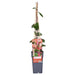 Vild Kaprifolie 'Belgica' - ↨65 Cm - Ø15 - Blomstrende Udendørs Plante