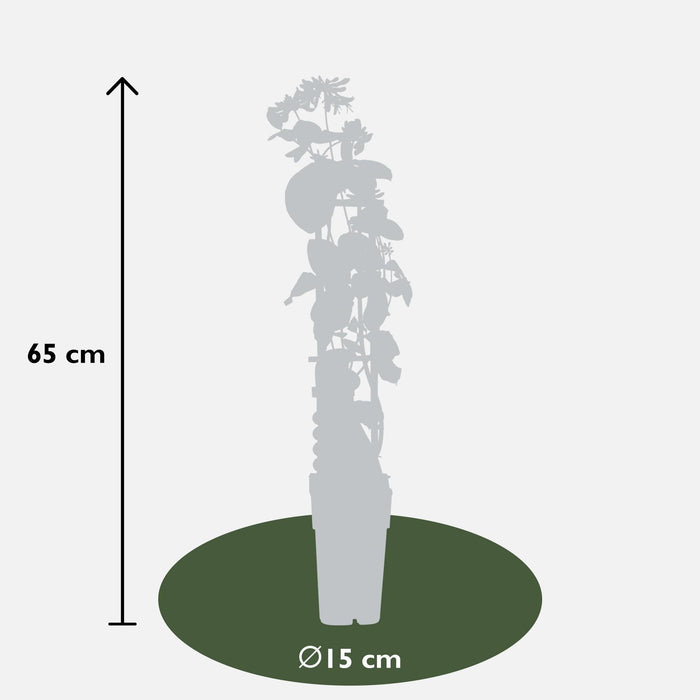 Vild Kaprifolie 'Helestial' - ↨65Cm - Ø15 - Udendørs Klatreplante