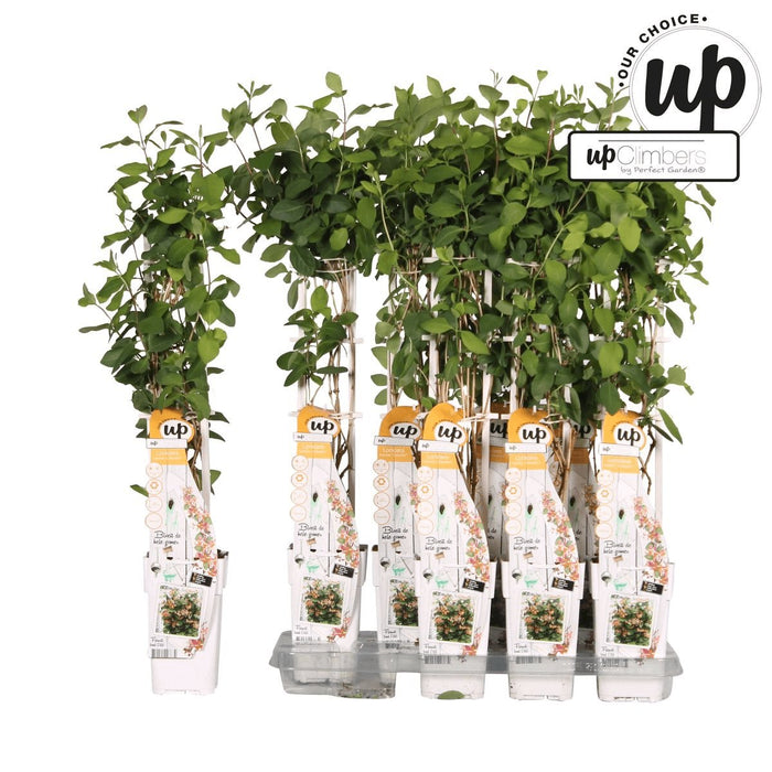 Vild Kaprifolie 'Helestial' - ↨65Cm - Ø15 - Udendørs Klatreplante