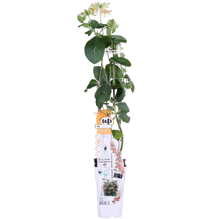 Vild Kaprifolie 'Helestial' - ↨65Cm - Ø15 - Udendørs Klatreplante