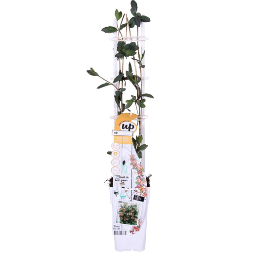 Vild Kaprifolie 'Helestial' - ↨65Cm - Ø15 - Udendørs Klatreplante