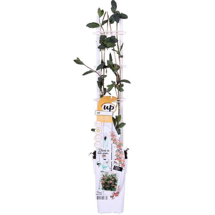 Vild Kaprifolie 'Helestial' - ↨65Cm - Ø15 - Udendørs Klatreplante