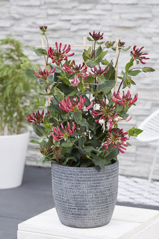 Vild Kaprifolie 'Imperial' - ↨65Cm - Ø15 - Klatre Udendørs Plante