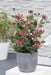 Vild Kaprifolie 'Imperial' - ↨65Cm - Ø15 - Klatre Udendørs Plante