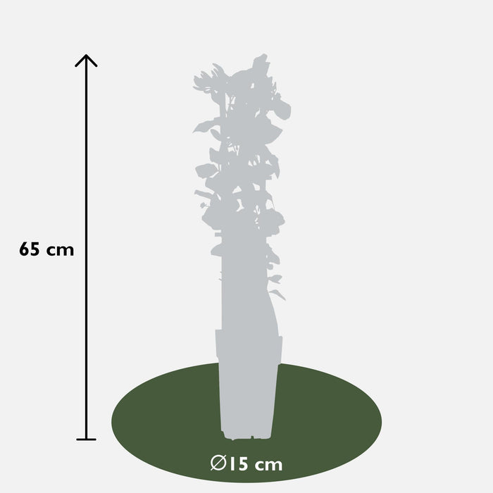 Vild Kaprifolie 'Imperial' - ↨65Cm - Ø15 - Klatre Udendørs Plante