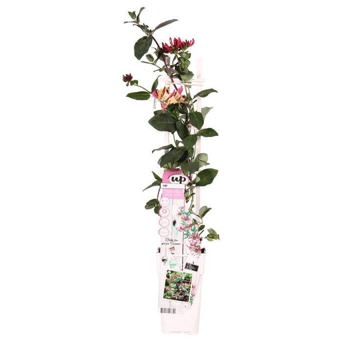 Vild Kaprifolie 'Imperial' - ↨65Cm - Ø15 - Klatre Udendørs Plante