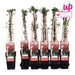 Japansk Kaprifolie 'Red World' - ↨65Cm - Ø15 Udeplante