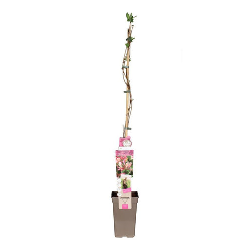 Honeysuckle - Lonicera Periclymenum Belgica
