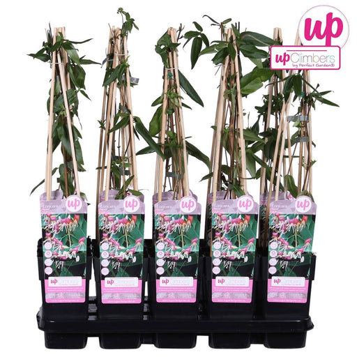 Kaprifolie Loninera Henryi - ↨65Cm - Ø15 - Udeplante