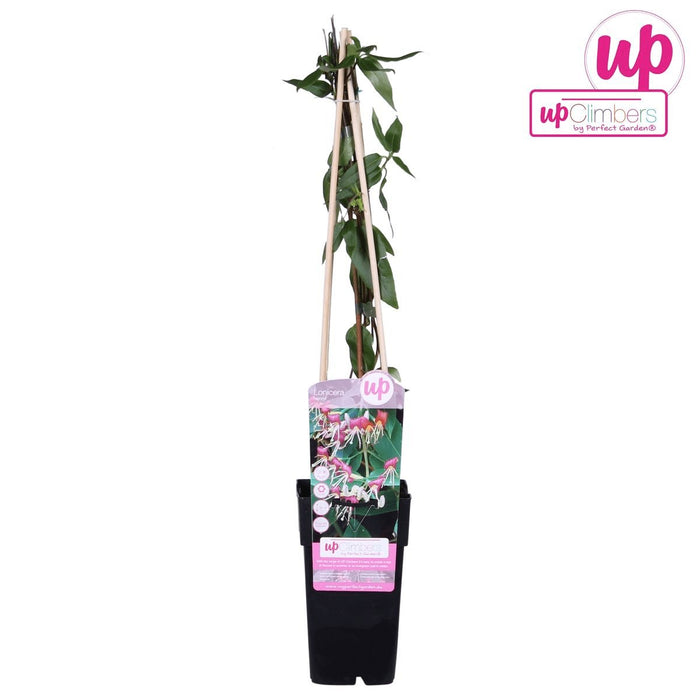 Kaprifolie Loninera Henryi - ↨65Cm - Ø15 - Udeplante