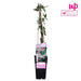 Kaprifolie Loninera Henryi - ↨65Cm - Ø15 - Udeplante