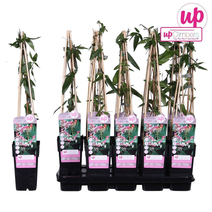 Kaprifolie Loninera Henryi - ↨65Cm - Ø15 - Udeplante