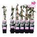 Kaprifolie Loninera Henryi - ↨65Cm - Ø15 - Udeplante