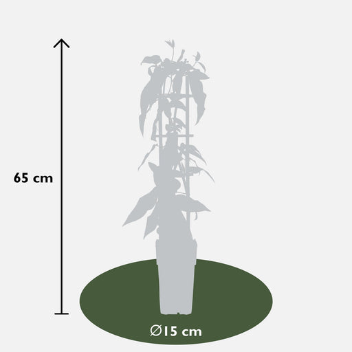 Kaprifolier - Sæt Med 4 - ↨65Cm - Ø15 - Udeplante
