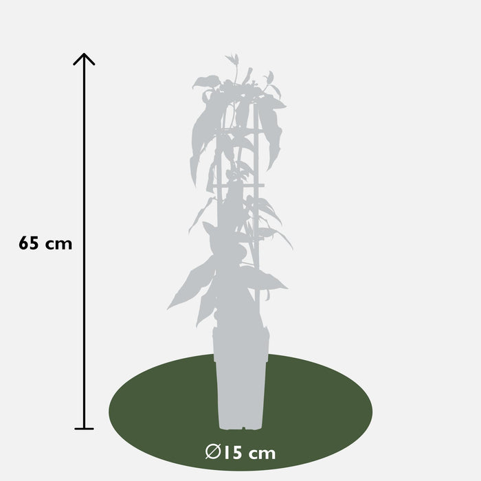 Kaprifolier - Sæt Med 4 - ↨65Cm - Ø15 - Udeplante