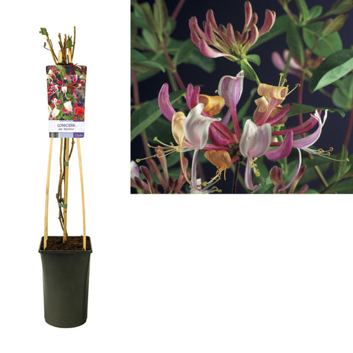 Honeysuckle Serotina D17Cm H75Cm