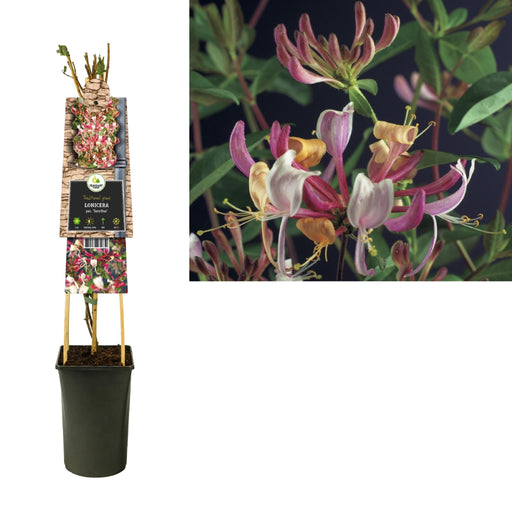 Honeysuckle Serotina D17Cm H75Cm