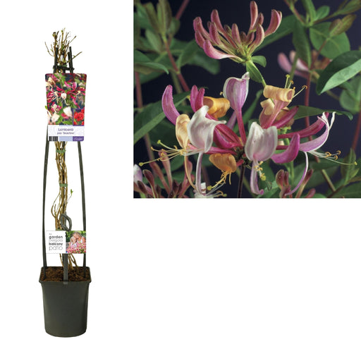 Honeysuckle Serotina D23Cm H115Cm