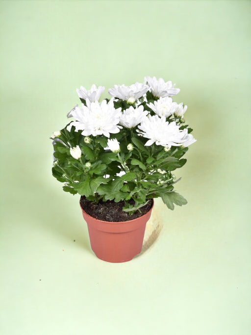 Hvid Krysantemum