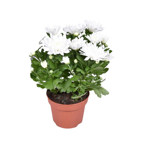 Hvid Krysantemum