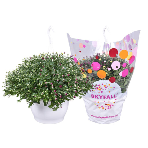 Skyfall Carnival Chrysanthemum - Blomstrende Udendørs Plante
