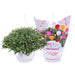 Skyfall Carnival Chrysanthemum - Blomstrende Udendørs Plante