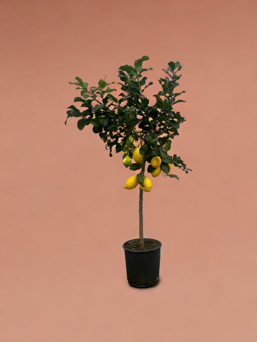 Citron