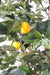 Kunstigt Citrontræ 150 Cm Indendørs Plante